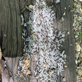 PestNow - Termite swarmers - Pest Control Near Me - Manassas, Virginia PestNow - Termite swarmers - Pest Control Near Me - Manassas, Virginia