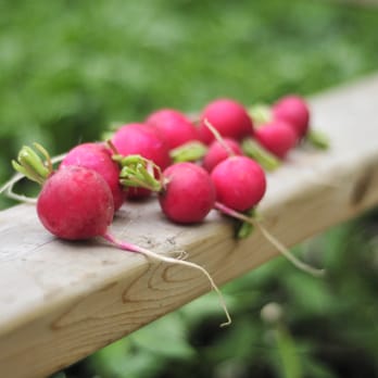 Jardins St Leon Gardens - radishes on a wooden rail - Fruits & Veggies Near Me - Winnipeg, Manitoba Jardins St Leon Gardens - radishes on a wooden rail - Fruits & Veggies Near Me - Winnipeg, Manitoba