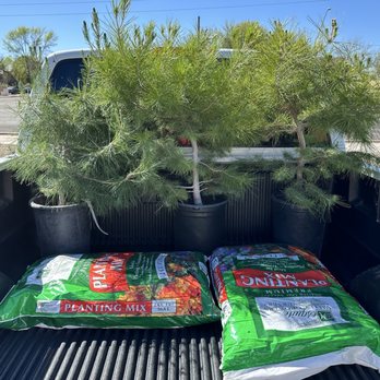 Mesquite Valley Growers Nursery - Aleppo pine trees - Nurseries & Gardening Near Me - Tucson, Arizona Mesquite Valley Growers Nursery - Aleppo pine trees - Nurseries & Gardening Near Me - Tucson, Arizona