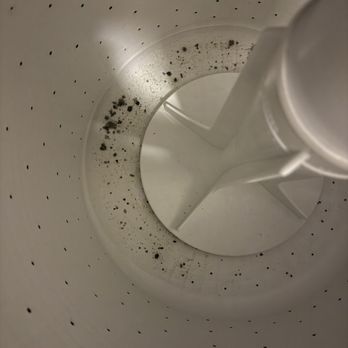 Sancerre at Sand Lake Apartments - Black mold coming from PVC pipe or the water in my washer is broken and they said that it was fixed and the washer is still not working. - Apartments Near Me - Orlando, Florida