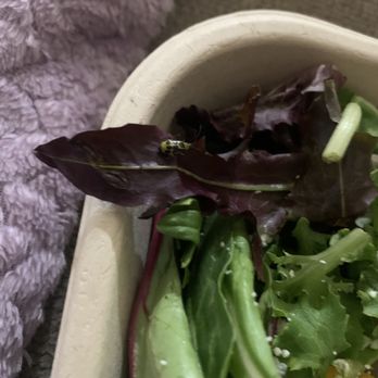 Urbane Cafe - Bug In Food - Sandwiches Near Me - Bakersfield, California