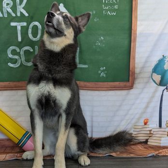 Hounds Town - Tucson - Marana - Pet Groomers Near Me - Tucson, Arizona
