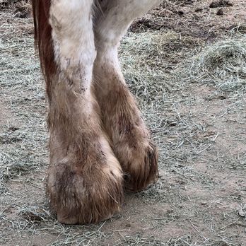 Longshadow Ranch Vineyard And Winery - If you look closely you can see inflammation and redness and what looks like sores on the bottom by the hooves. - Wineries Near Me - Temecula, California