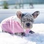 Photo of We Love Frenchies