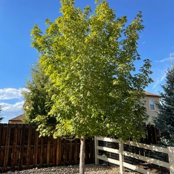 Artistic Tree Care - Maple - Tree Services Near Me - Denver, Colorado