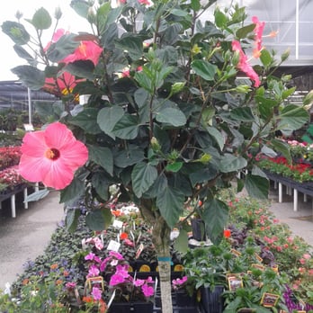 Houston Garden Center - Nurseries & Gardening Near Me - Houston, Texas Houston Garden Center - Nurseries & Gardening Near Me - Houston, Texas