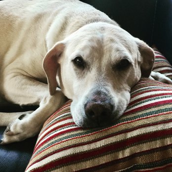 Pause for Pets - Ginger is ready for a nap after a good, brisk walk. - Dog Walkers Near Me