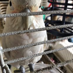 Pet Glamour - The white bird store mascot-I don't remember her name. She dances!! And, she enjoys YouTube videos of birds.