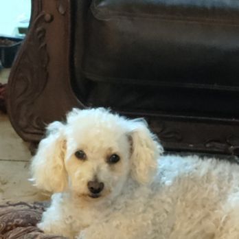 Cedar Park Animal Clinic - Joy yesian - Veterinarians Near Me - Cedar Park, Texas Cedar Park Animal Clinic - Joy yesian - Veterinarians Near Me - Cedar Park, Texas