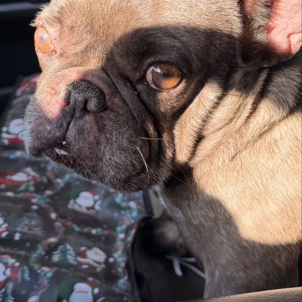 Veterinary Eye Institute Upland - Her now! - Veterinarians Near Me - Upland, California Veterinary Eye Institute Upland - Her now! - Veterinarians Near Me - Upland, California