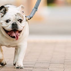Azeem Khawaja - I insure your pets too so you don't have to worry about the last minute medical costs.