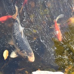 Briggs Garden Center - Fish Pond-