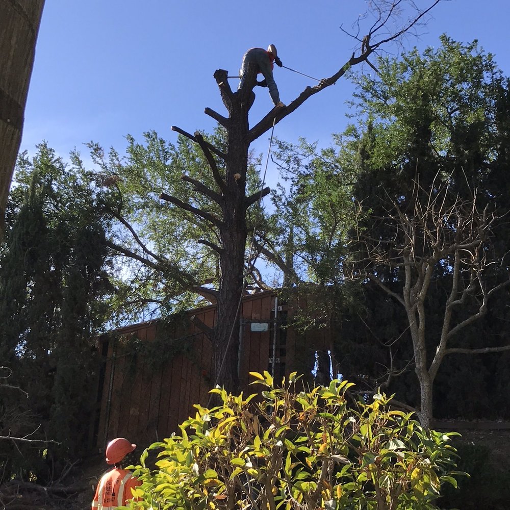 Tiger Tree Services - Tree Services Near Me Tiger Tree Services - Tree Services Near Me