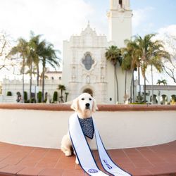 Classic Heritage Golden Retrievers