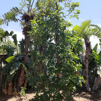 EA Landscaping - Reed avocado tree - Lawn Services Near Me - Camarillo, California EA Landscaping - Reed avocado tree - Lawn Services Near Me - Camarillo, California
