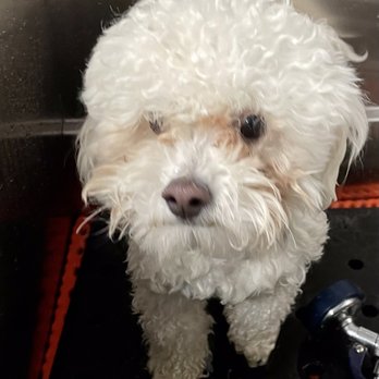 Muddy Paws Grooming - Pet Groomers Near Me - Livermore, California Muddy Paws Grooming - Pet Groomers Near Me - Livermore, California