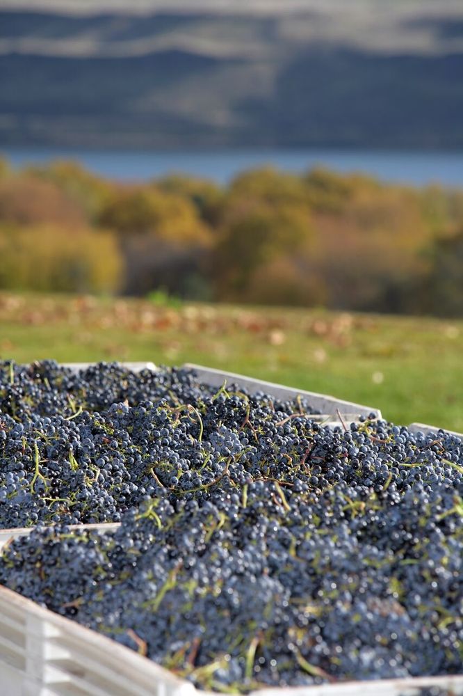 GORDON ESTATE WINERY 32 Photos Wine Tasting Room 313 E Columbia