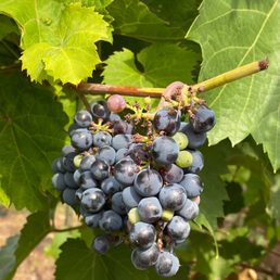 Grapes Grapes