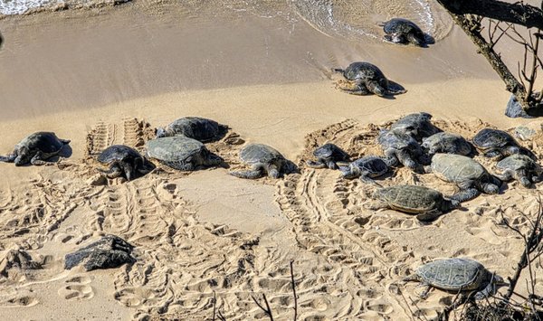 Ho'okipa Beach Park by null