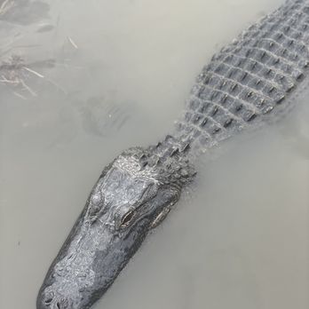 Airboat Adventures - Boat Tours Near Me - Lafitte, Louisiana