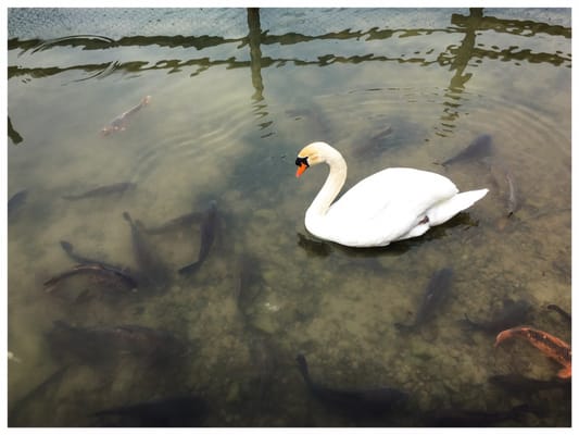 Hida no Sato Open Air Museum by null