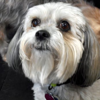 Central Bark Doggy Day Care - Pet Sitting Near Me - Sheboygan, Wisconsin Central Bark Doggy Day Care - Pet Sitting Near Me - Sheboygan, Wisconsin