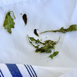 Bluestone Lane Los Altos Café - Mud coated arugula