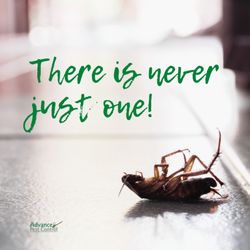 Advance Pest Control - If you are seeing roaches in the daytime hours, call us! It's time for pest control.