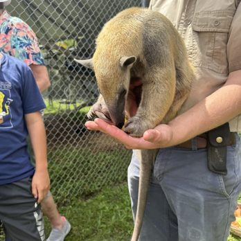 Wellington Conservation Center - Southern Tamandua - Petting Zoos Near Me - Wellington, Florida