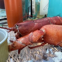 Shyer's Lobster Pounds - 2 lb lobster