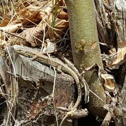 Waldsteig - Auch am Jakobsweg unterwegs