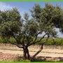 Photo of Jardinerie Toulousaine