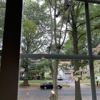 Myers and Laws Tree Service - Elvin bringing down a maple in our front yard - Tree Services Near Me - Gaithersburg, Maryland