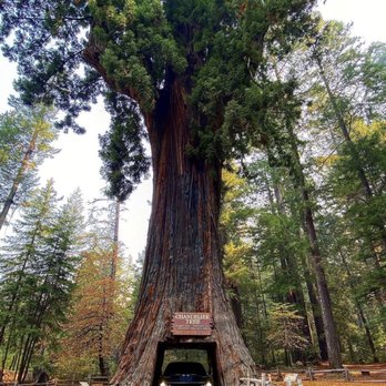 Drive-Thru Tree - Parks Near Me - Leggett, California