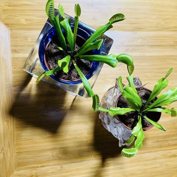 Lowe's Home Improvement - Venus Fly Traps Styled... - Hardware Stores Near Me - Simpsonville, South Carolina Lowe's Home Improvement - Venus Fly Traps Styled... - Hardware Stores Near Me - Simpsonville, South Carolina