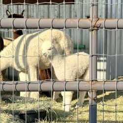 Sawdust Alpacas