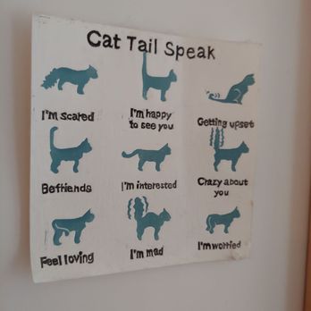 KitTea - Cats speak with their tails. - Pet Adoption Near Me - San Francisco, California