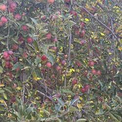 Apple & Art Orchard