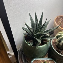 Noble Plants