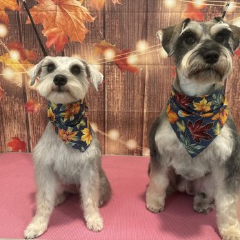 Parkers Paws - Pet Groomers Near Me Parkers Paws - Pet Groomers Near Me