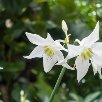 Lincoln Park Conservatory - Parks Near Me - Chicago, Illinois Lincoln Park Conservatory - Parks Near Me - Chicago, Illinois