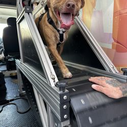 DoggDash!