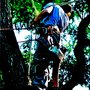 South Eastern VA Tree Service
