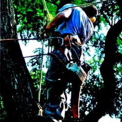South Eastern VA Tree Service