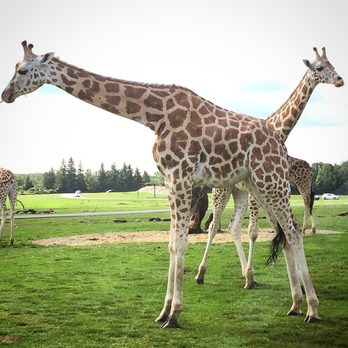 African Lion Safari - Zoos Near Me - Cambridge, Ontario African Lion Safari - Zoos Near Me - Cambridge, Ontario