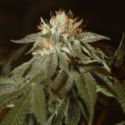 Bubba Kush cannabis flower