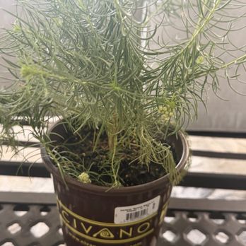 SummerWinds Nursery - Tatum - Summer winds purchase - Nurseries & Gardening Near Me - Phoenix, Arizona