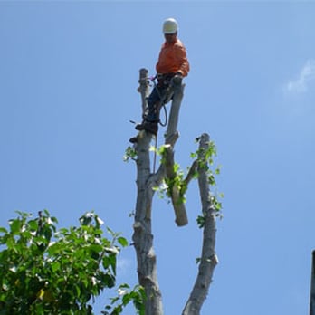 MYTREEMAN Tree & Stump Removal Service - Tree Services Near Me MYTREEMAN Tree & Stump Removal Service - Tree Services Near Me