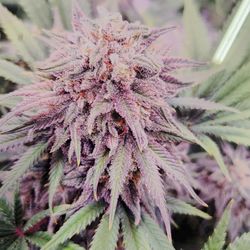 Cathy's Compassion Center - Purple punch no bugs no pesticides know what's in your grow clones available at Jarods Auto.