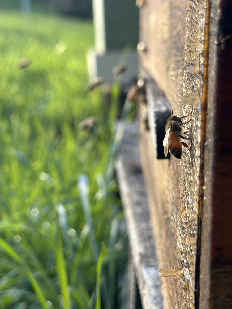 Beekind - beekeeping in Sebastopol, CA